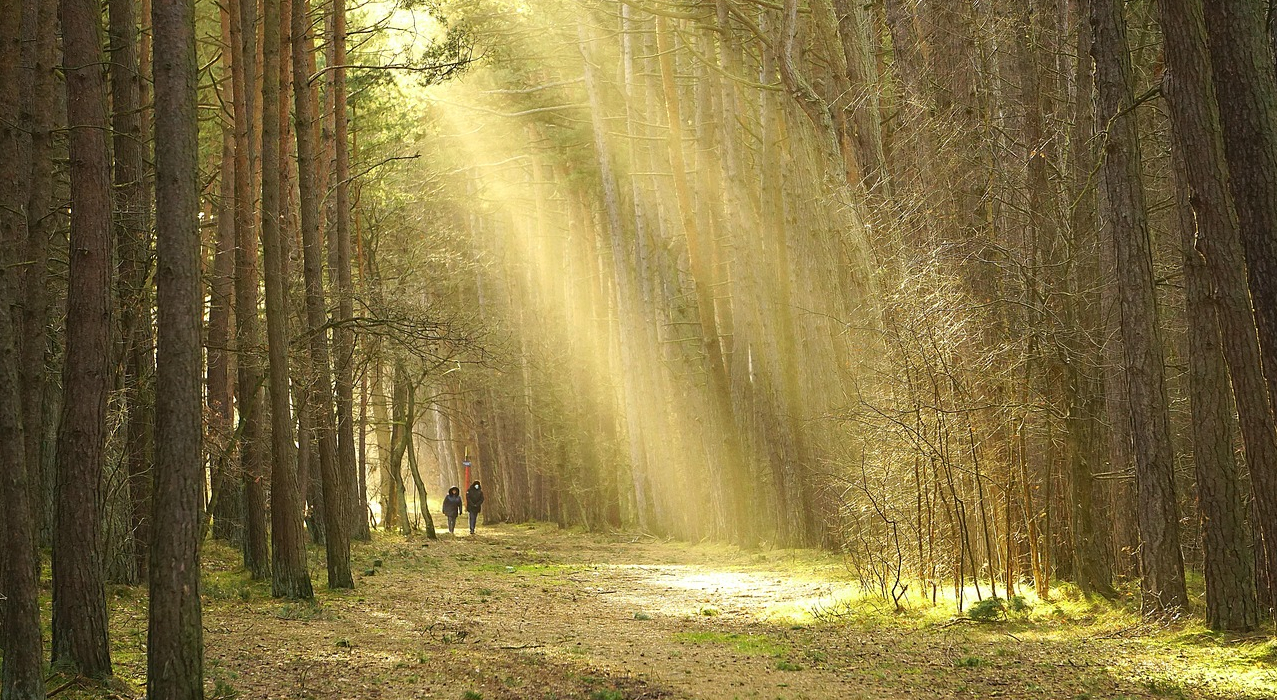 Waldspaziergang